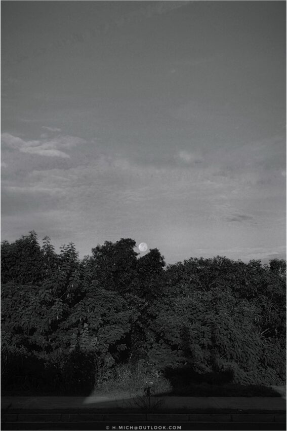 Diarium.Studio-One.Art.Br - Uma fotografia em preto e branco mostra a lua cheia pondo atrás de árvores densas e escuras no primeiro plano. O céu está parcialmente nublado, com uma textura leve. A cena tem um ambiente sereno e tranquilo. - (c) H.Mich