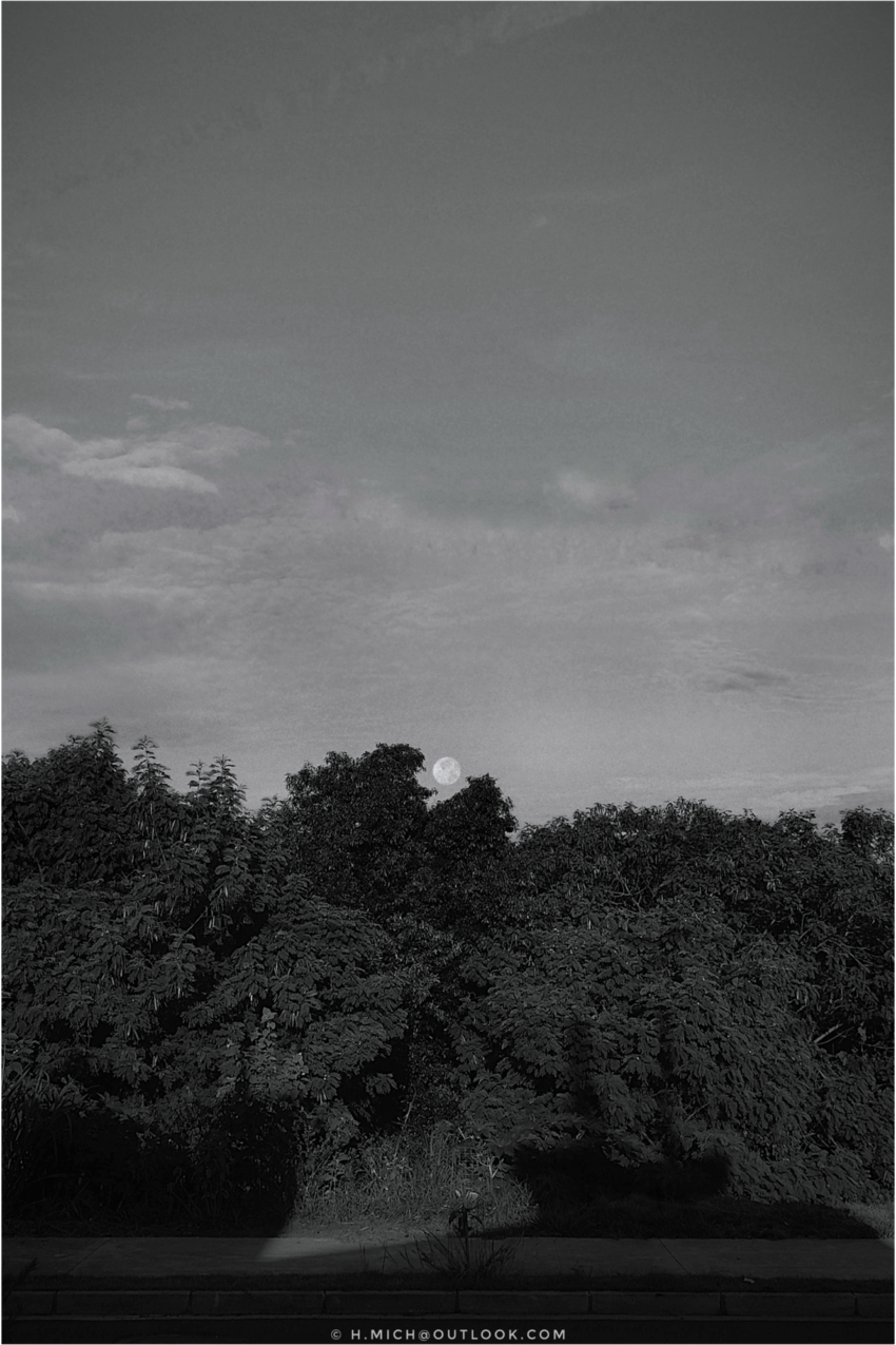 Diarium.Studio-One.Art.Br - Uma fotografia em preto e branco mostra a lua cheia pondo atrás de árvores densas e escuras no primeiro plano. O céu está parcialmente nublado, com uma textura leve. A cena tem um ambiente sereno e tranquilo. - (c) H.Mich