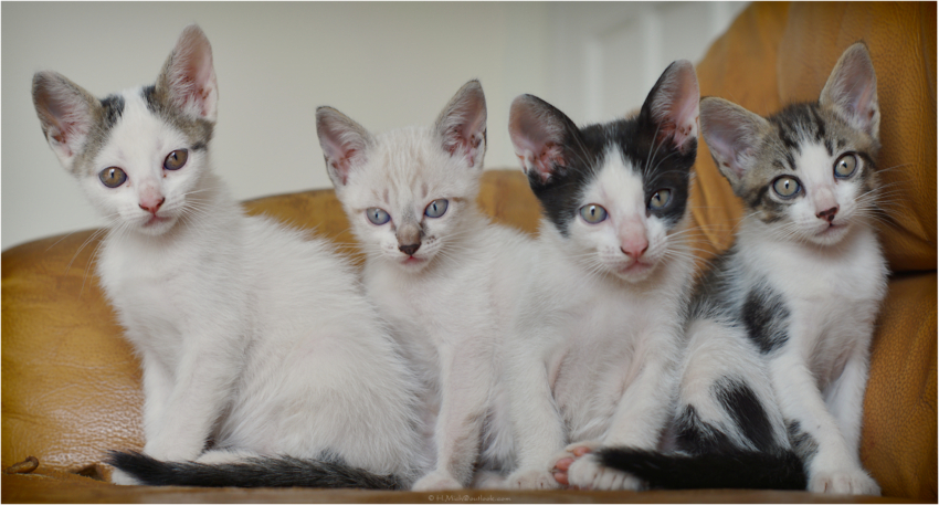 Studio-One.Art.br Repo Fotografia em Rio Preto SP/Brasil