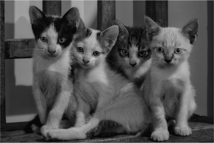 Studio-One.Art.br Repo Fotografia em Rio Preto SP/Brasil