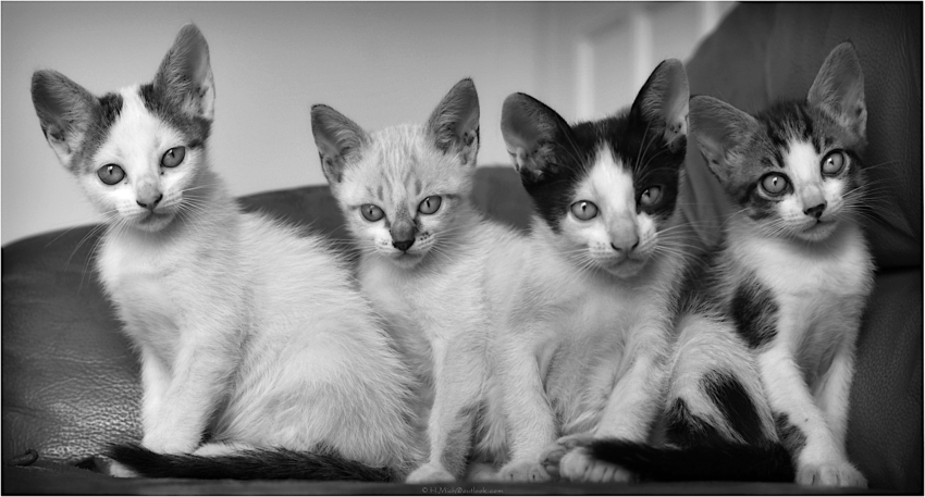 Studio-One.Art.br Repo Fotografia em Rio Preto SP/Brasil