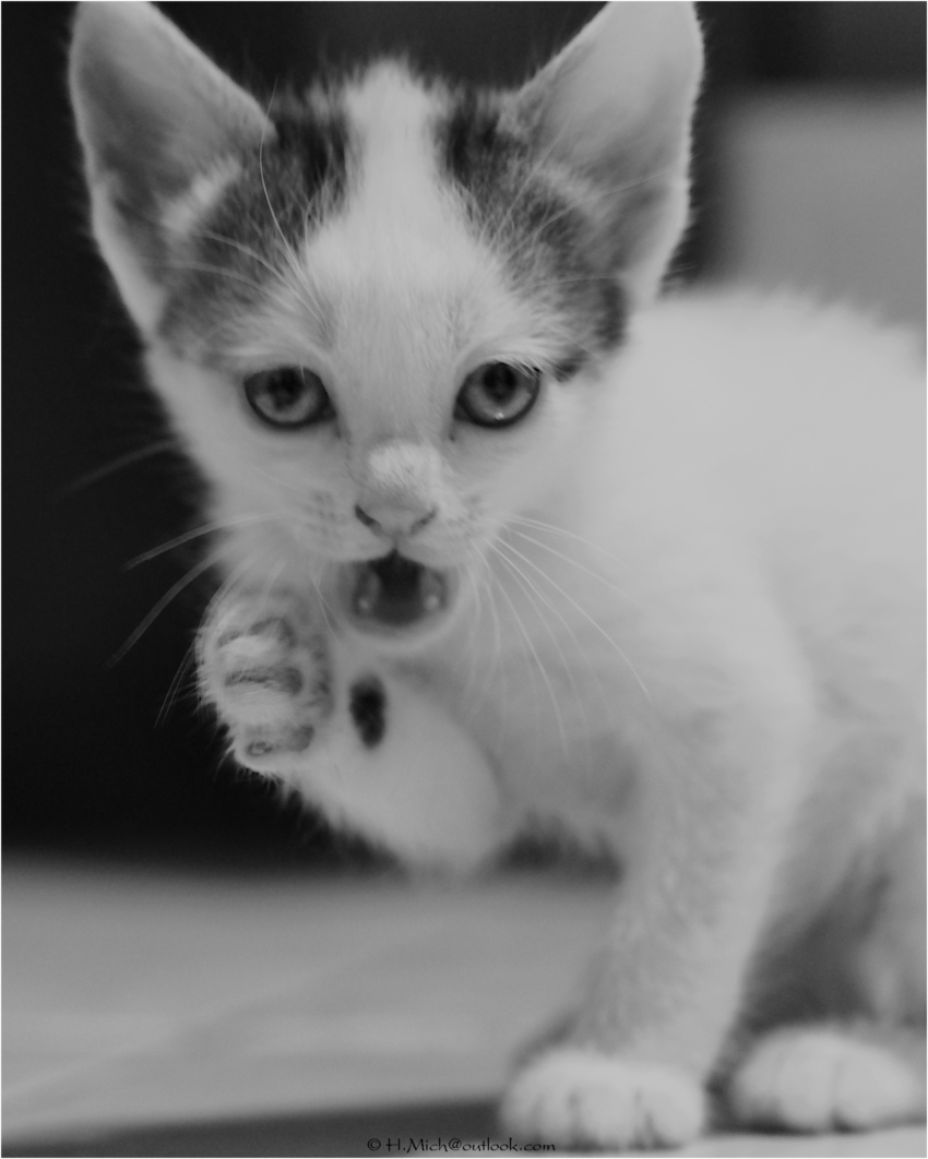 Studio-One.Art.br Repo Fotografia em Rio Preto SP/Brasil