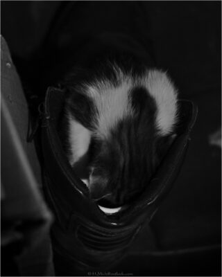 © H.mich@outlook.com