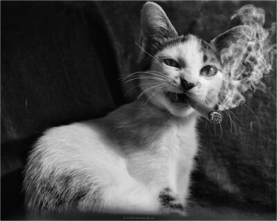© H.mich@outlook.com