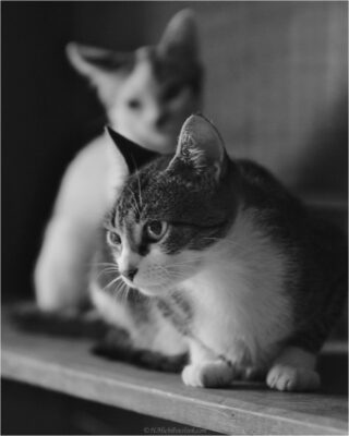 © H.mich@outlook.com
