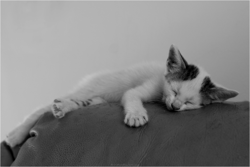 Studio-One.Art.br Repo Fotografia em Rio Preto SP/Brasil