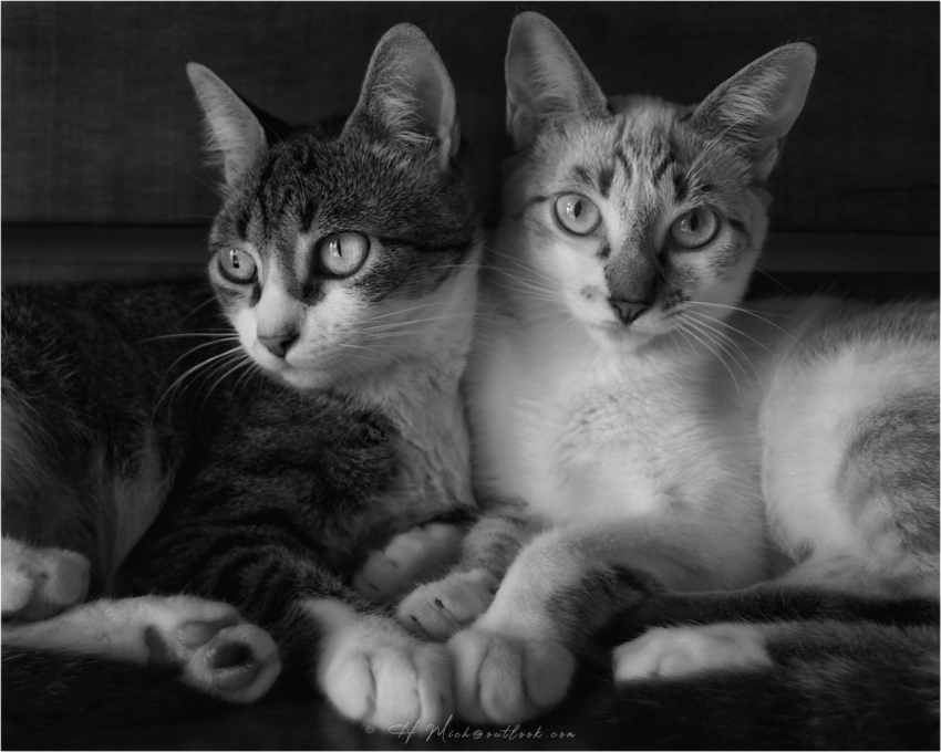 Studio-One.Art.br Repo Fotografia em Rio Preto SP/Brasil