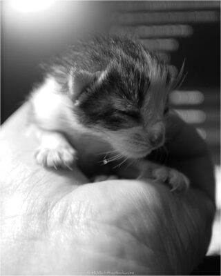 © H.mich@outlook.com