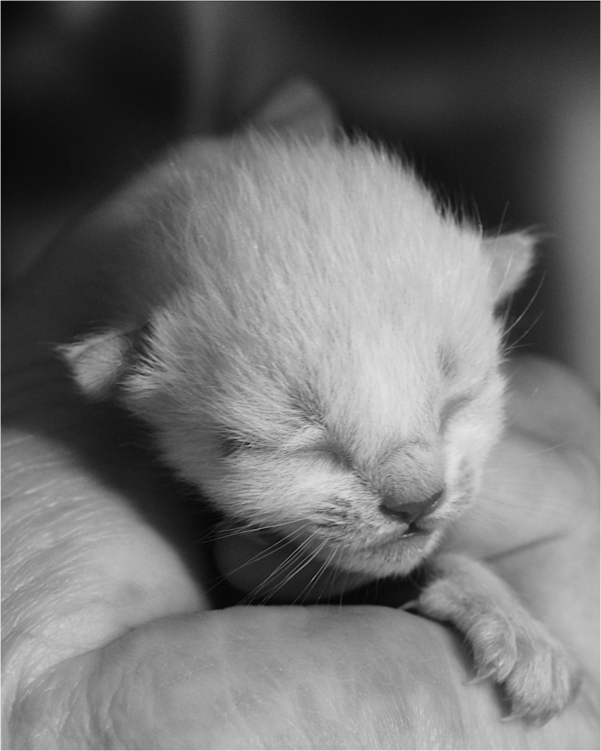 Studio-One.Art.br Repo Fotografia em Rio Preto SP/Brasil