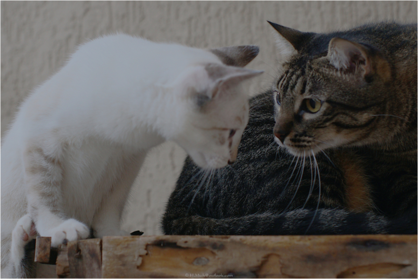 Studio-One.Art.br Repo Fotografia em Rio Preto SP/Brasil