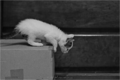 © H.mich@outlook.com