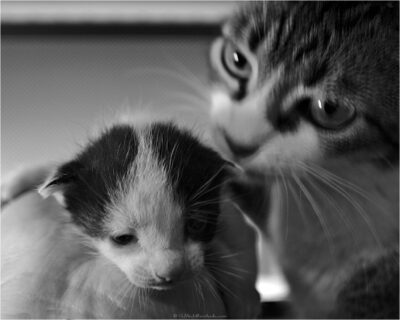 © H.mich@outlook.com