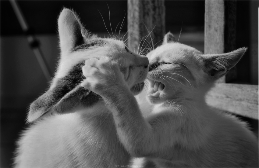 Studio-One.Art.br Repo Fotografia em Rio Preto SP/Brasil