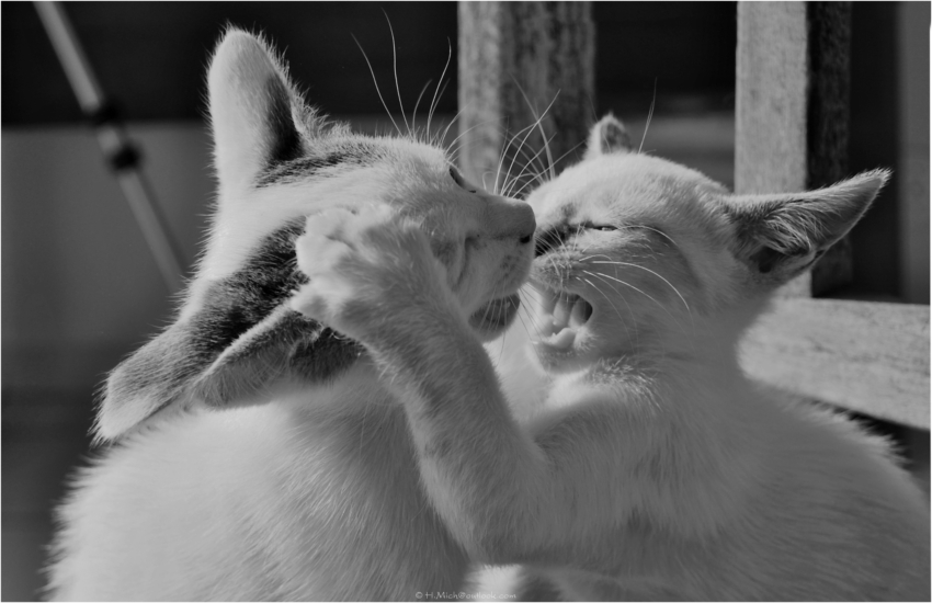 Studio-One.Art.br Repo Fotografia em Rio Preto SP/Brasil