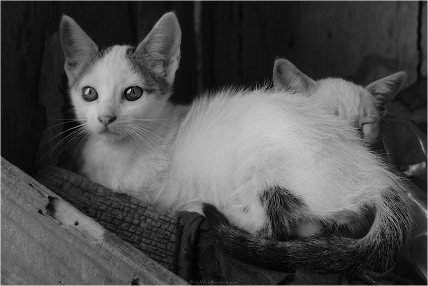 Studio-One.Art.br Repo Fotografia em Rio Preto SP/Brasil