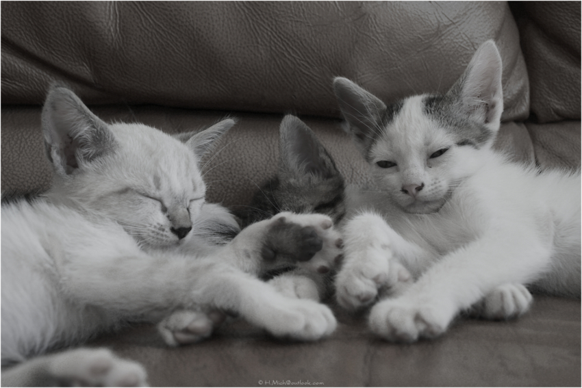 Studio-One.Art.br Repo Fotografia em Rio Preto SP/Brasil