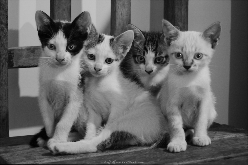 Studio-One.Art.br Repo Fotografia em Rio Preto SP/Brasil