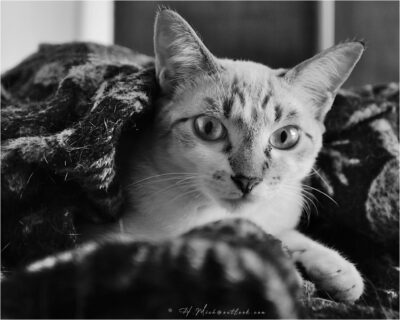 © H.mich@outlook.com