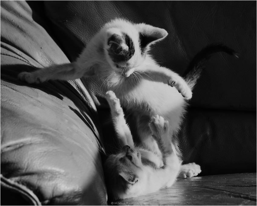 Studio-One.Art.br Repo Fotografia em Rio Preto SP/Brasil