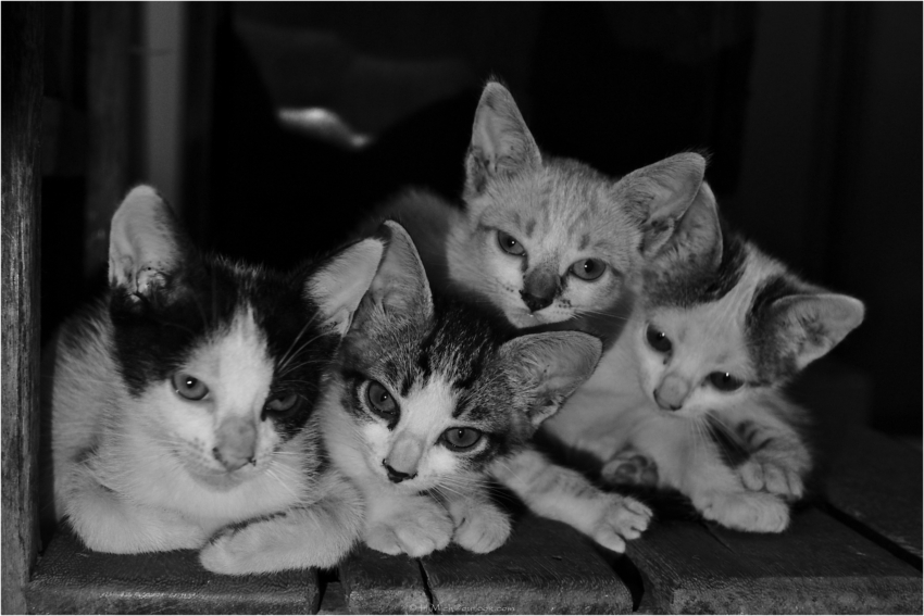 Studio-One.Art.br Repo Fotografia em Rio Preto SP/Brasil