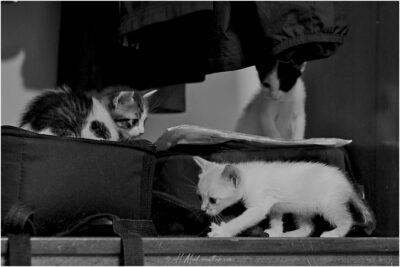 © H.mich@outlook.com