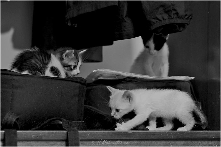 Studio-One.Art.br Repo Fotografia em Rio Preto SP/Brasil