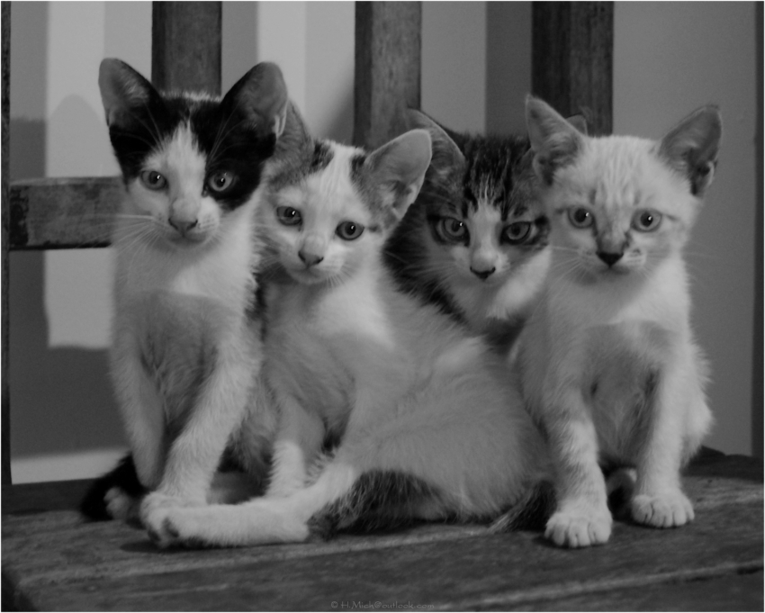 Studio-One.Art.br Repo Fotografia em Rio Preto SP/Brasil