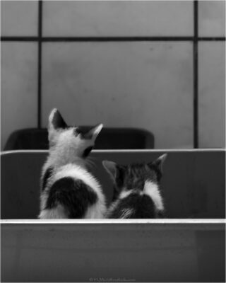 © H.mich@outlook.com