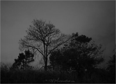 Paisagem Arvores Dsc04622