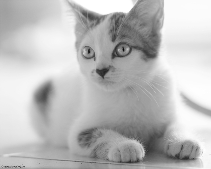 Studio-One.Art.br Repo Fotografia em Rio Preto SP/Brasil