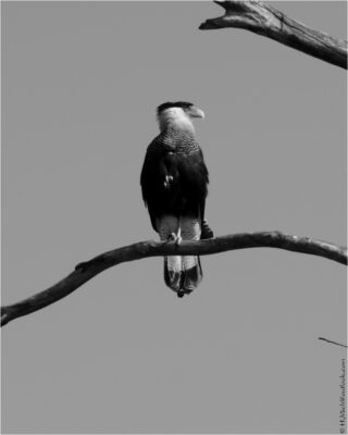 © H.mich@outlook.com