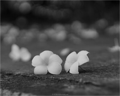 © H.mich@outlook.com