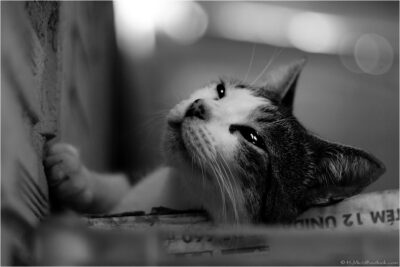 © H.mich@outlook.com