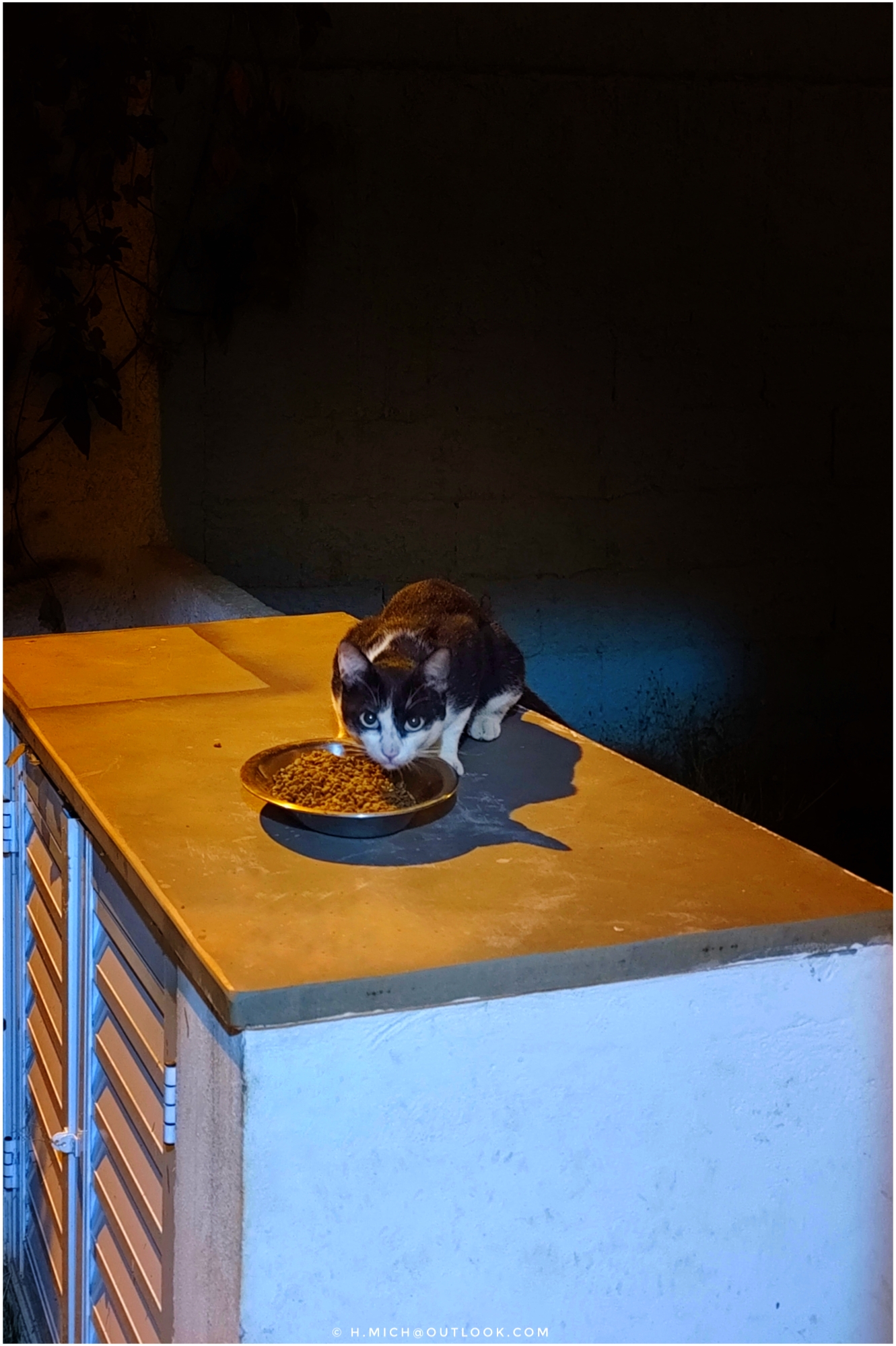 aí está o frajola …