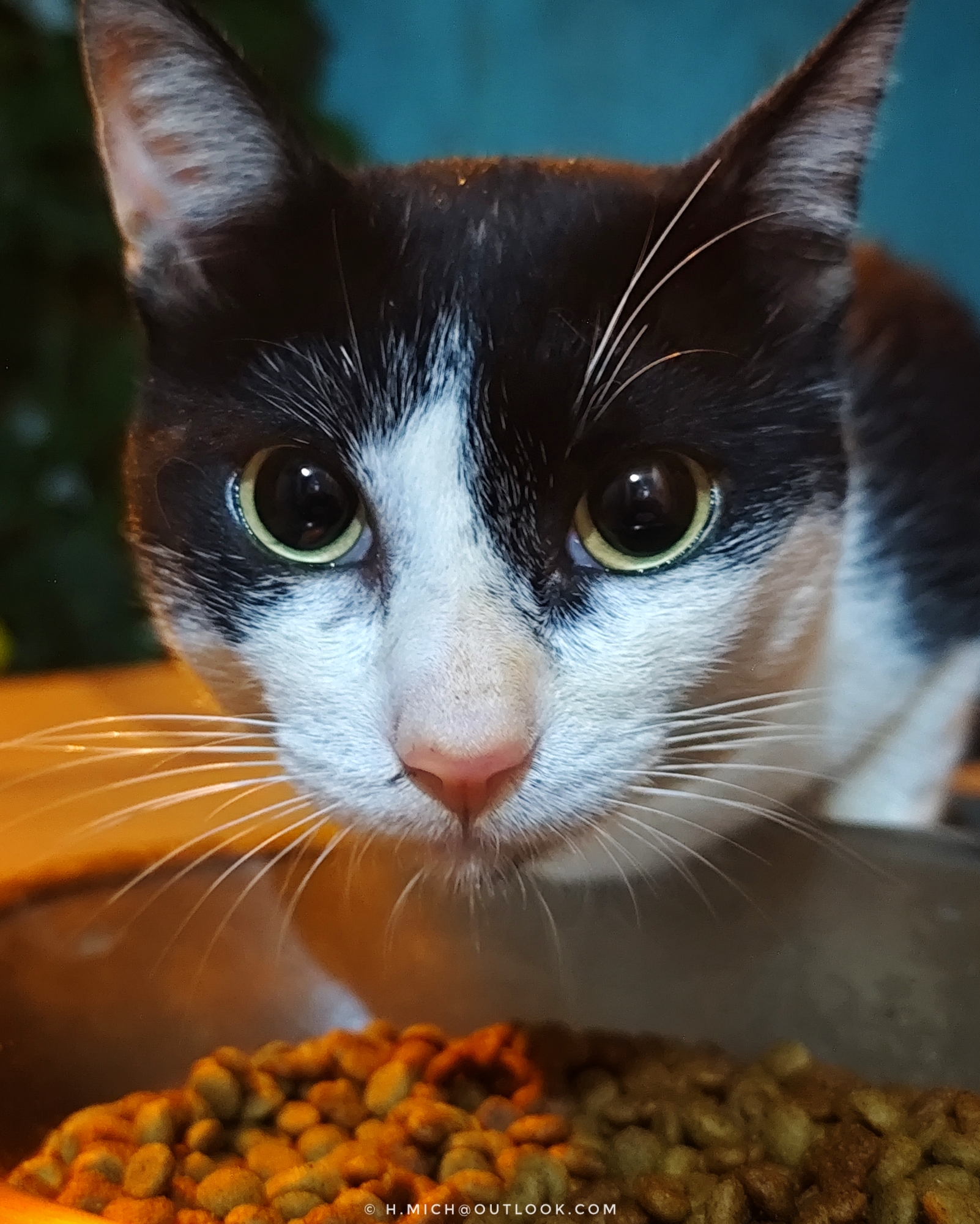 quase não é mais gato de rua …
