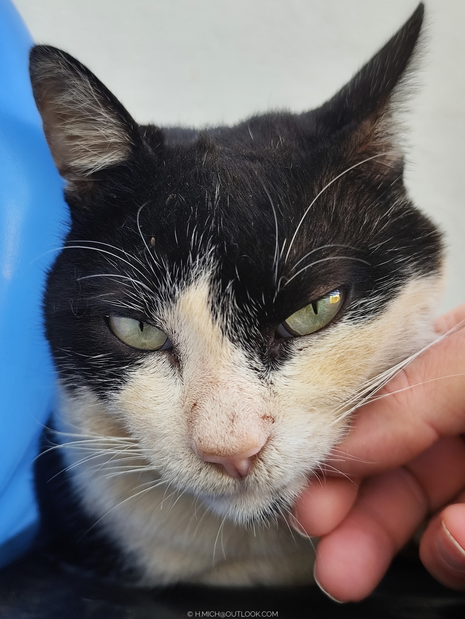 o gatinho do galão de água rsrs