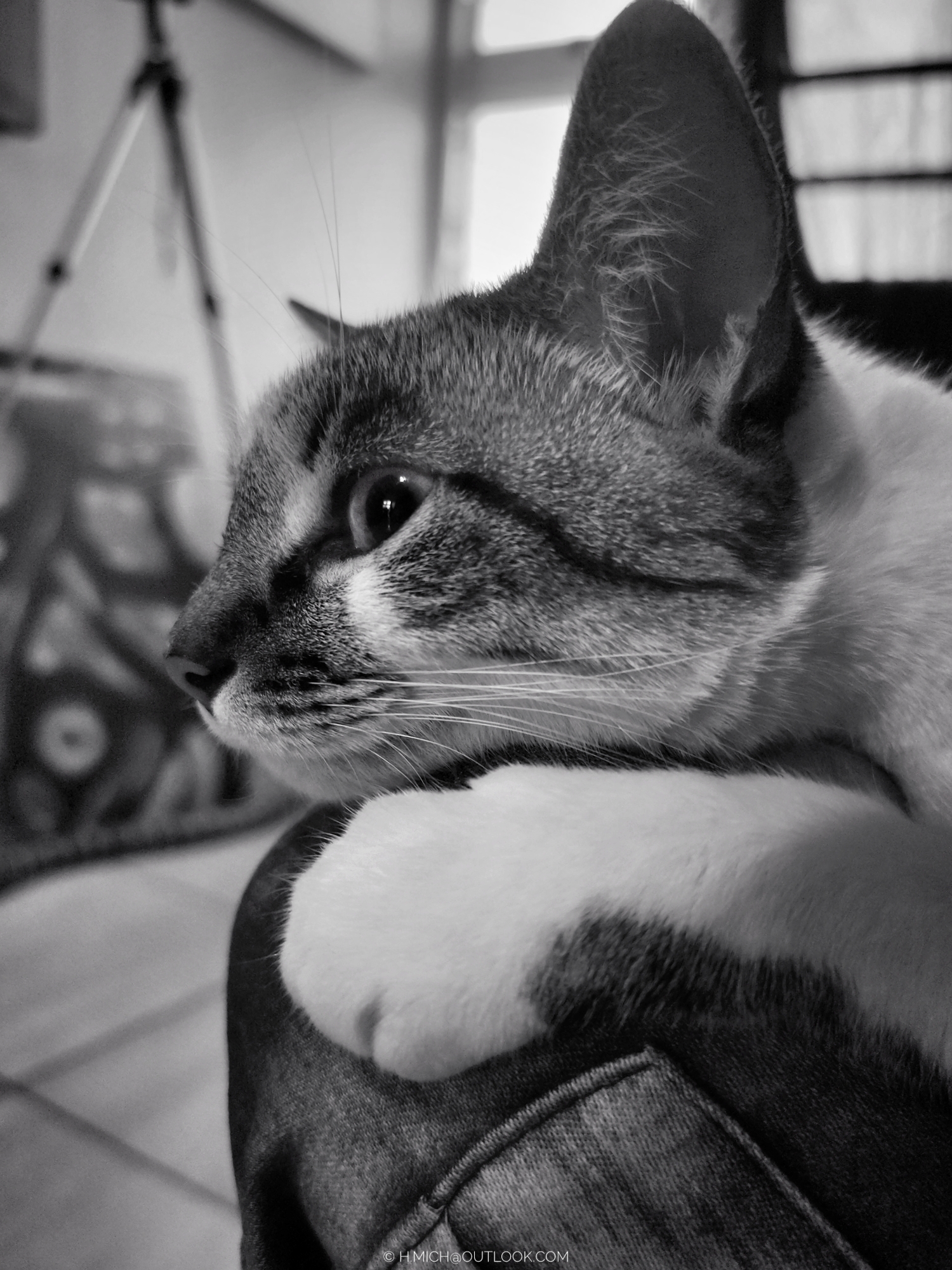café com lapcat, bom domingo!
