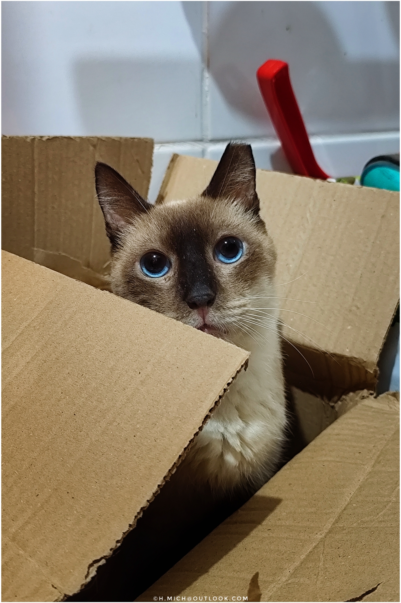 gatinho na dispensa ….