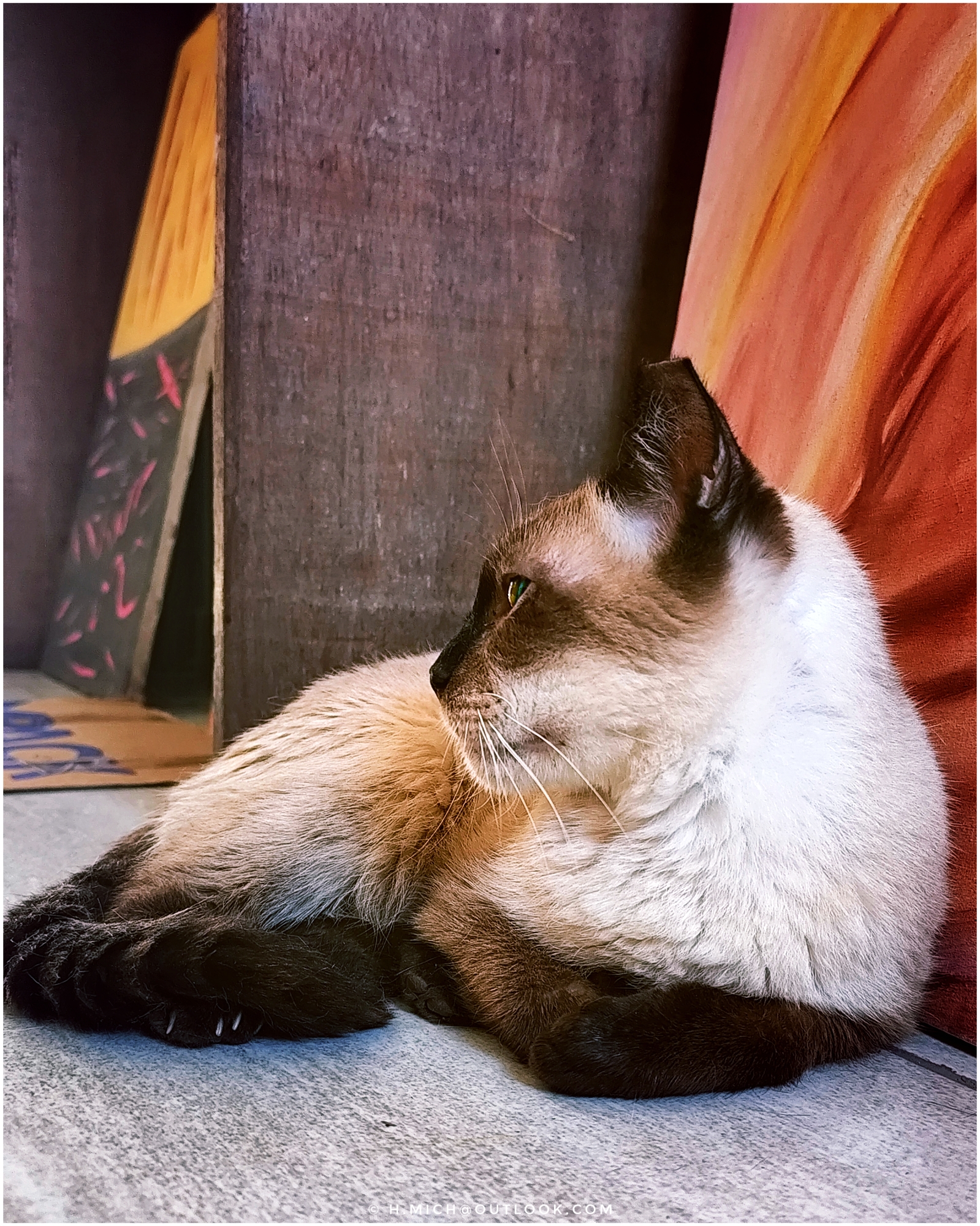 o gato mais teimosão