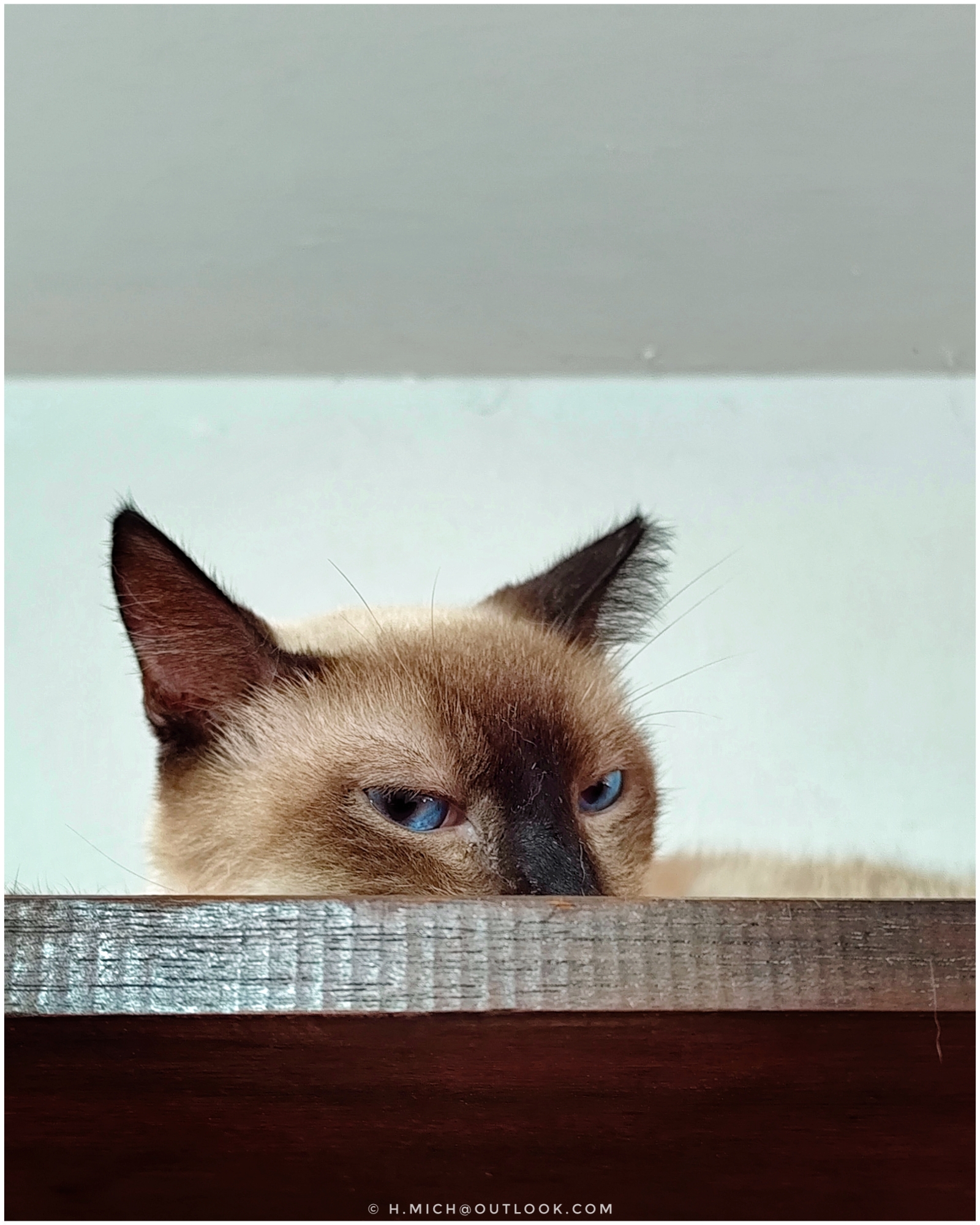 o teimoso  …