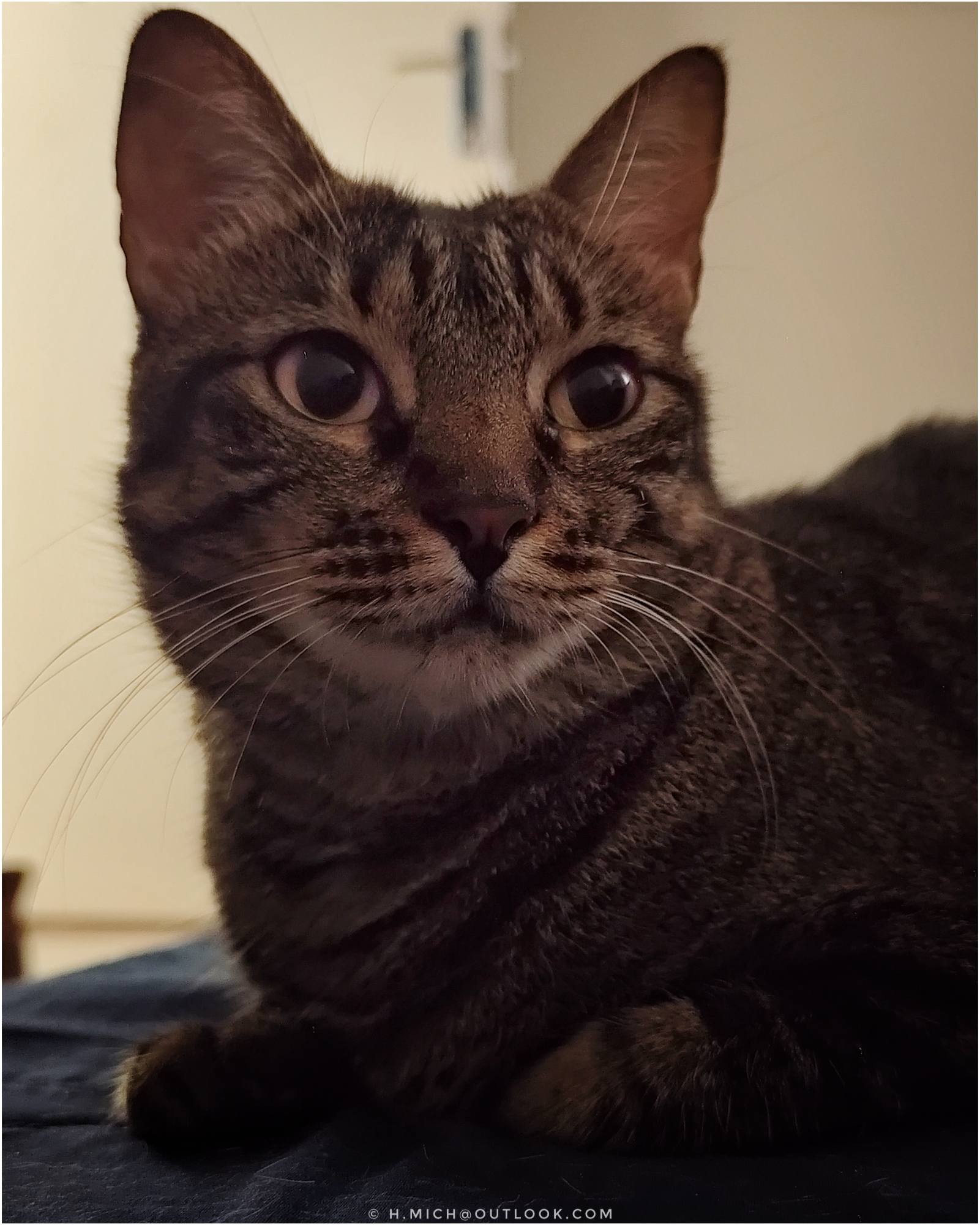 é cama de gato agora?