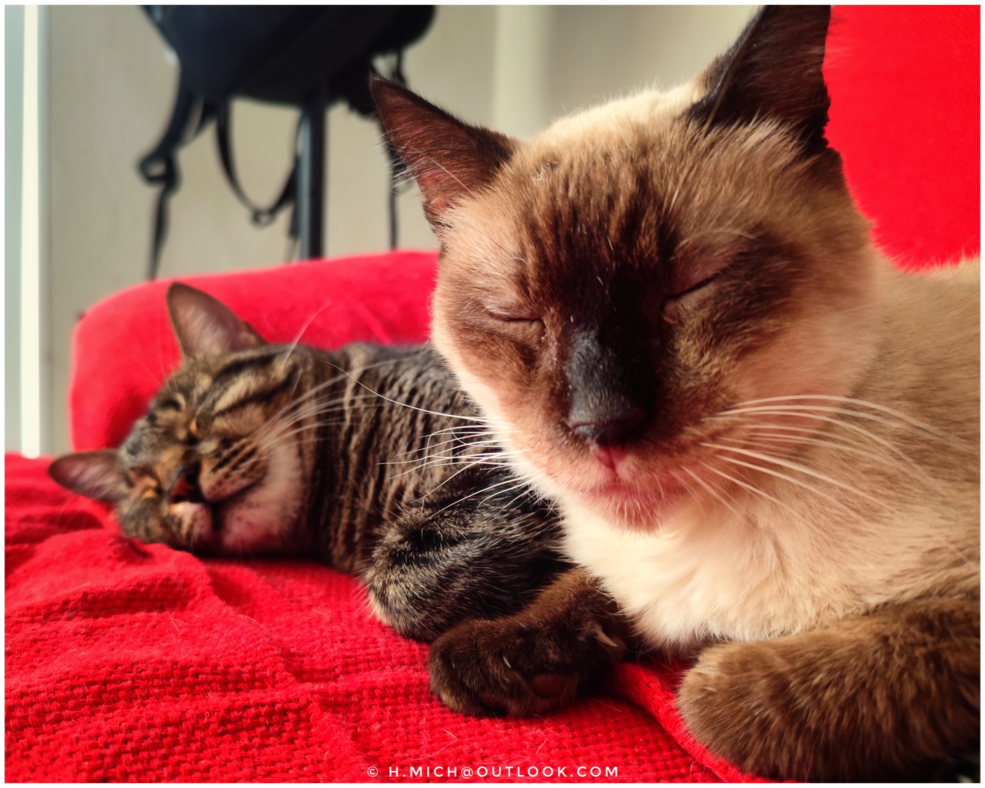 meus Gatos surdos  …