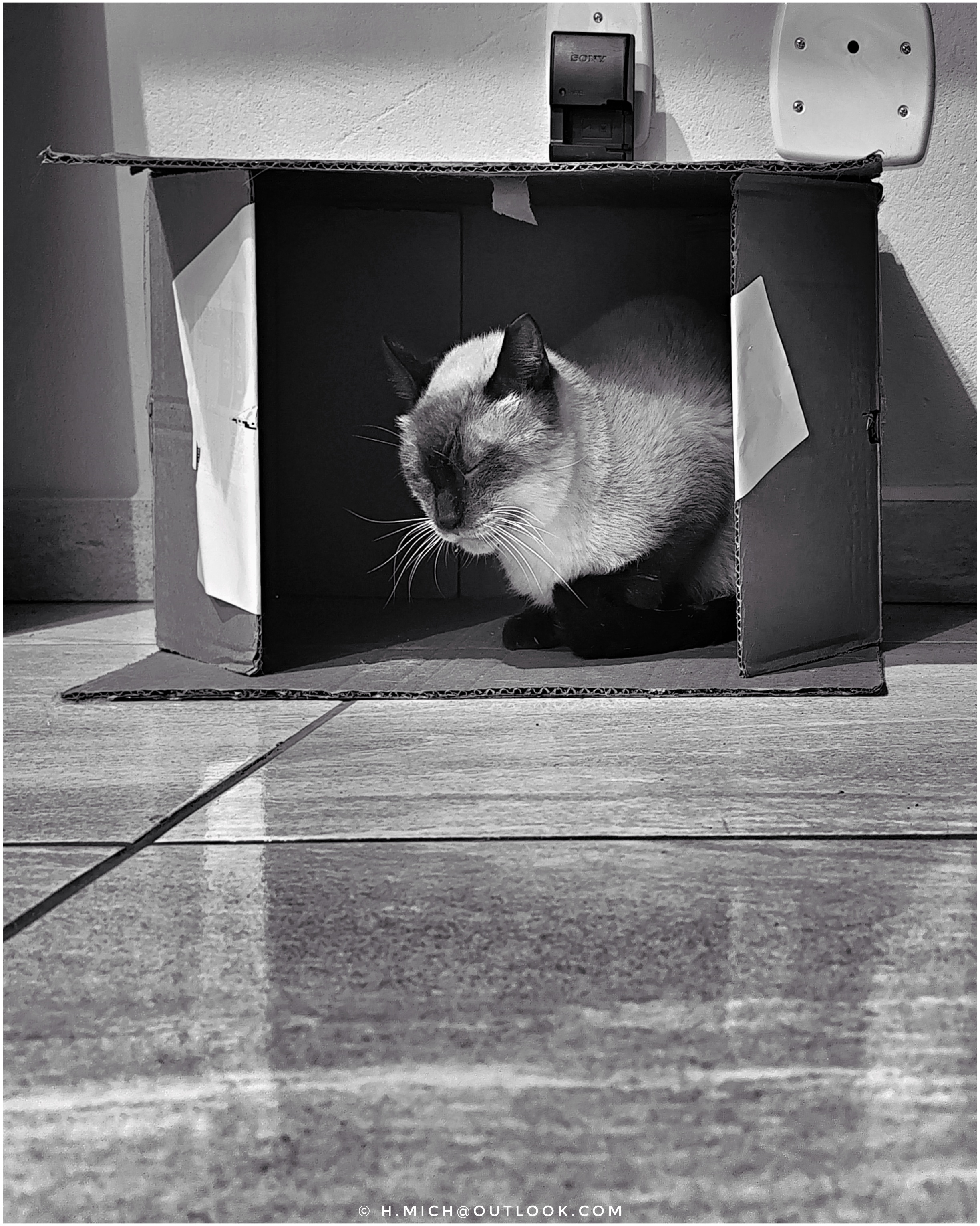 o gato dramático