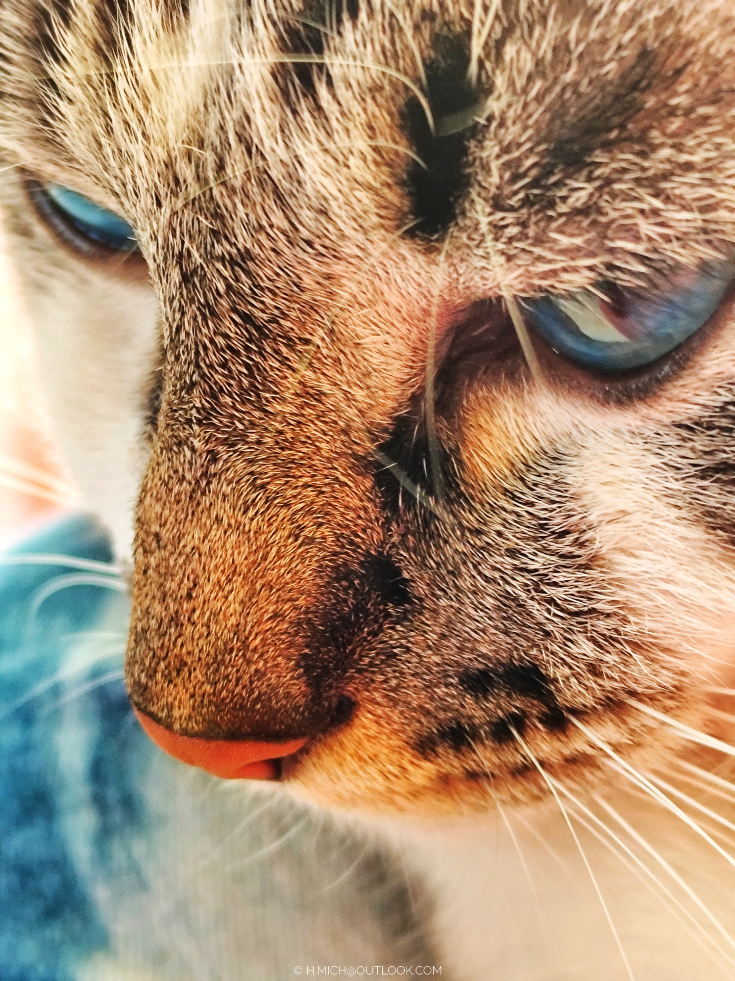 acostumando a moleza …