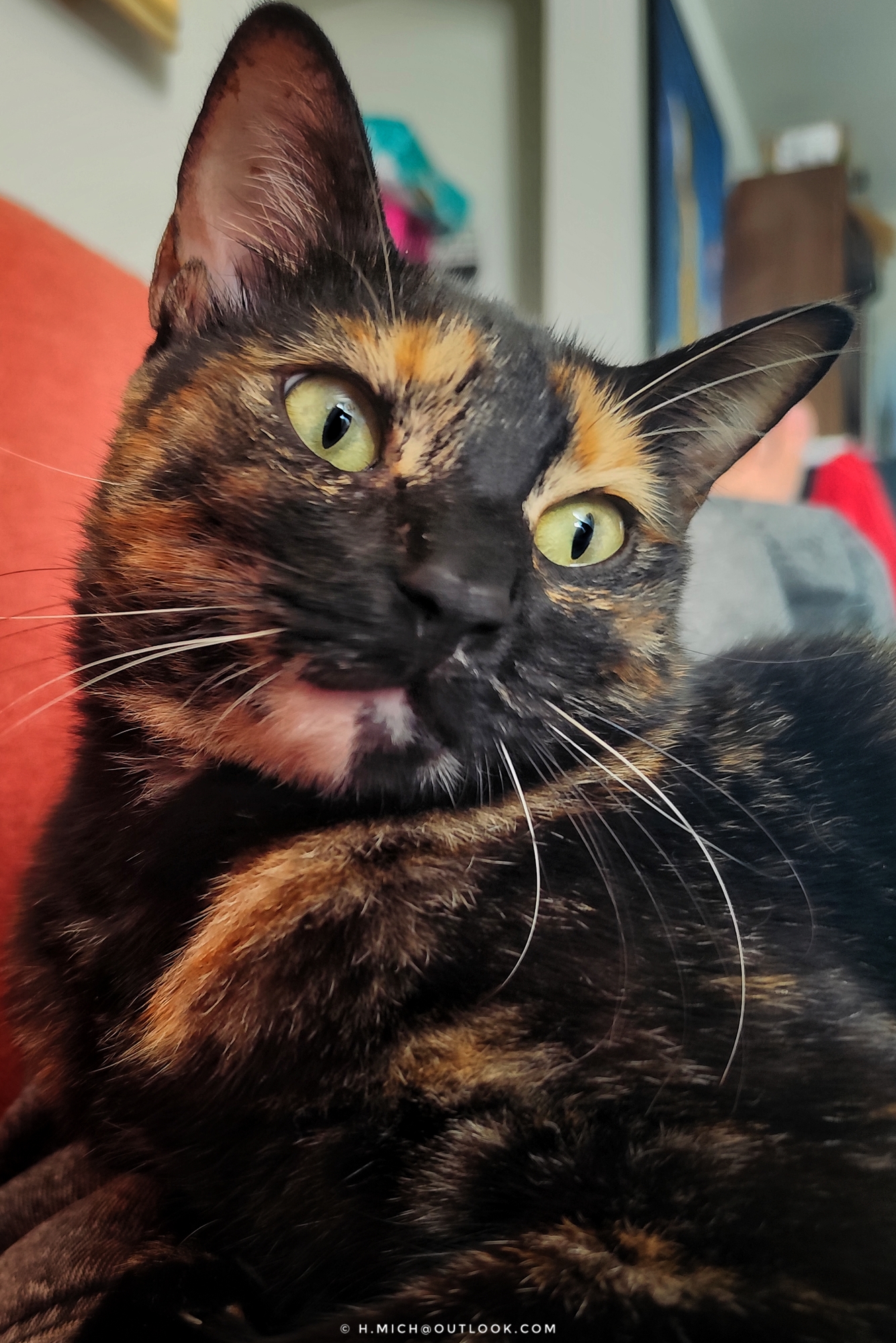 inevitável, mais uma gatinha no colo …