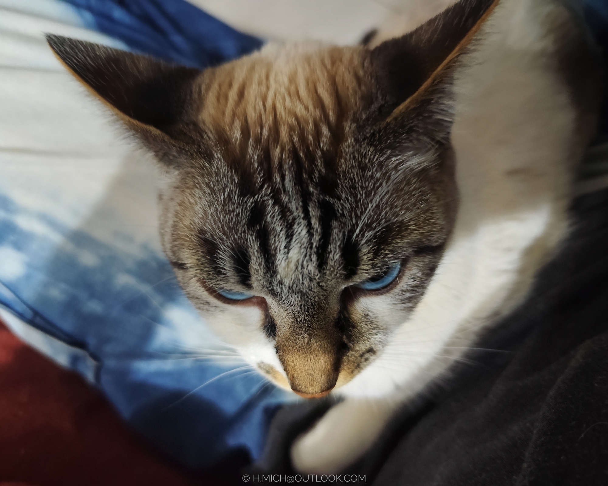que venha o frio, tenho gato