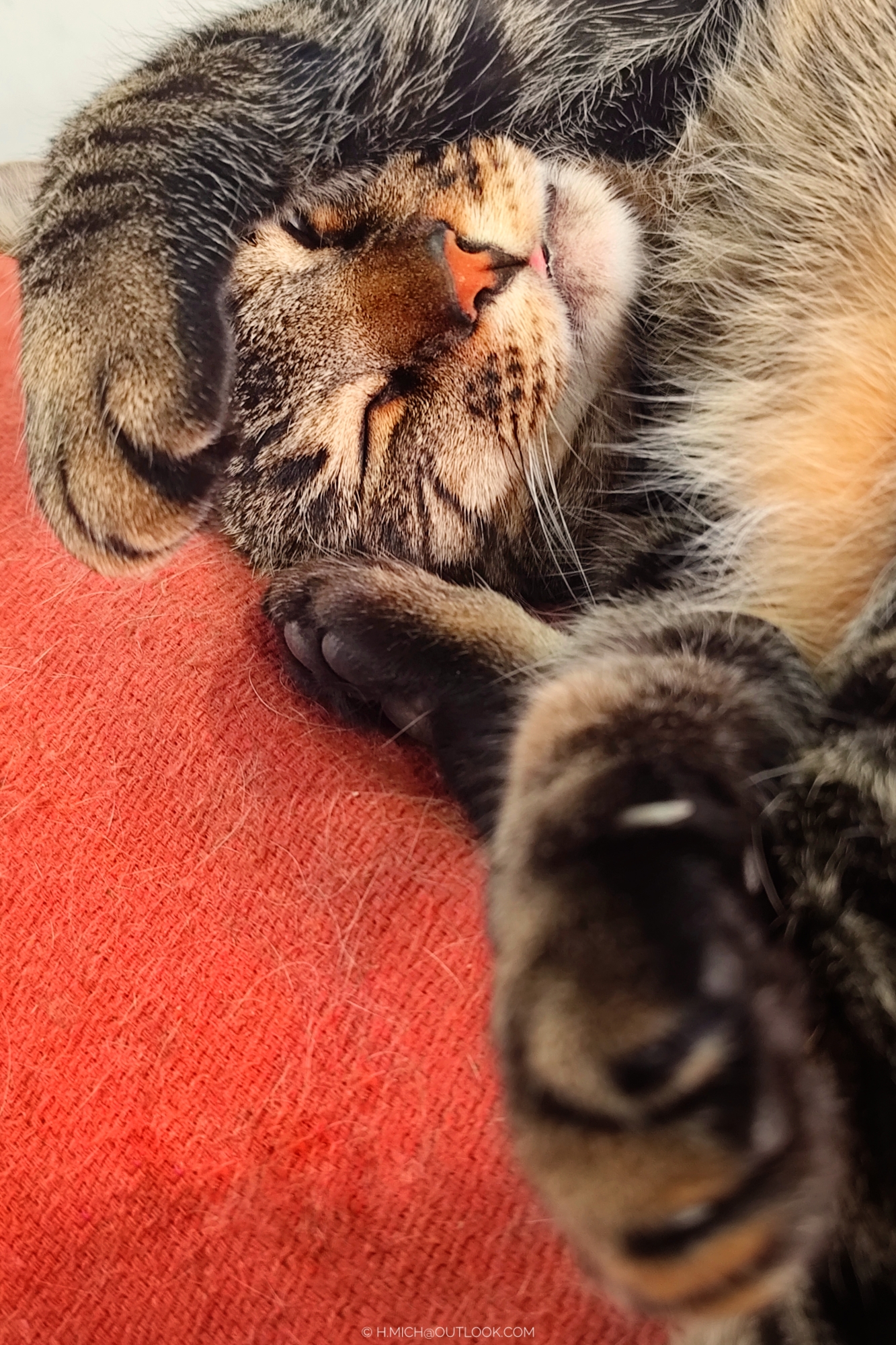 contorcionista profissional