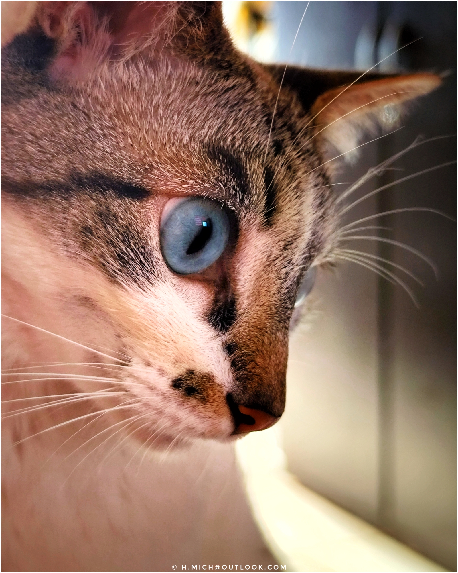 crianças e animais…