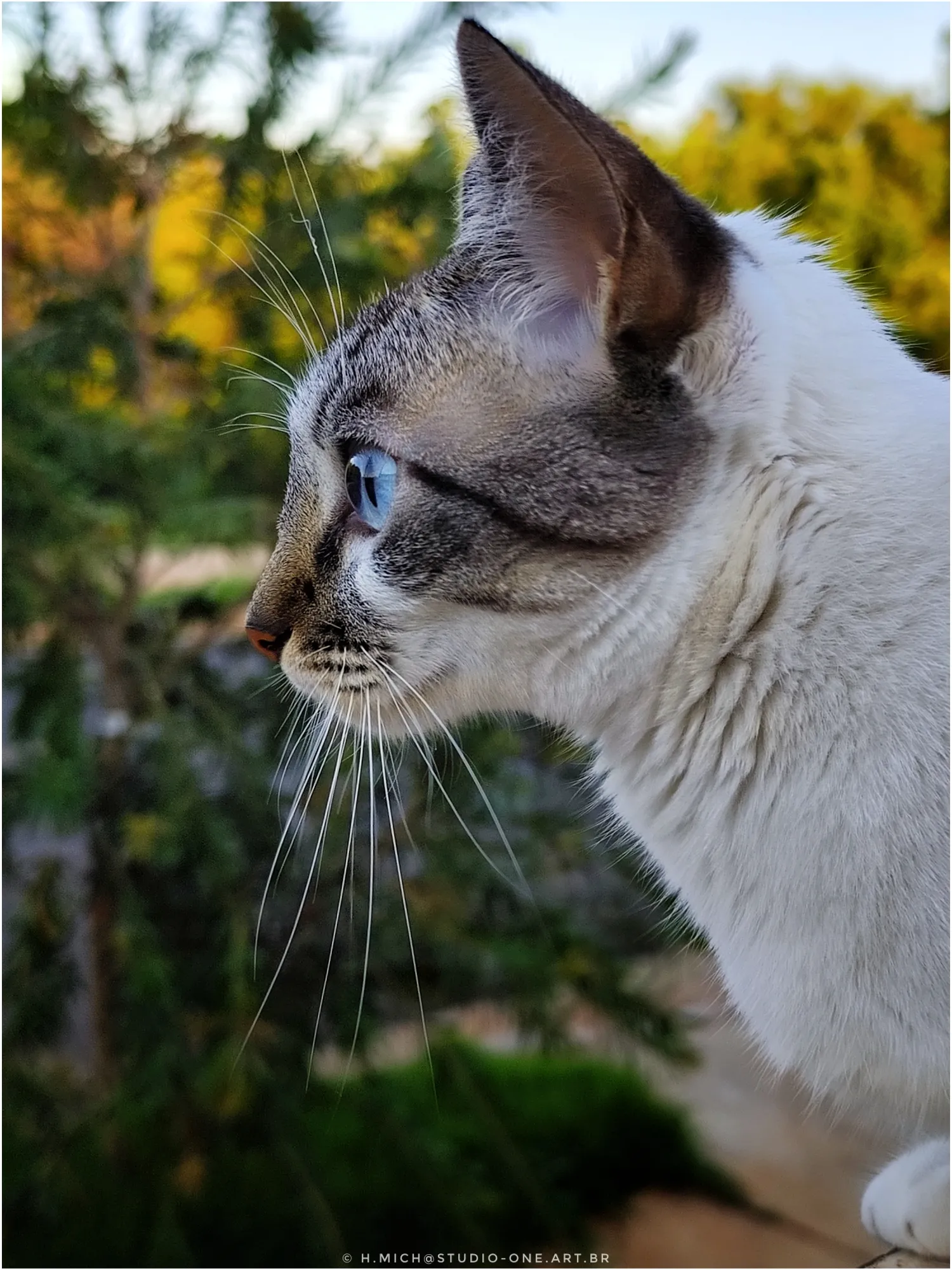 Photo Studio-One Repo (c)h.Mich@outlook.com