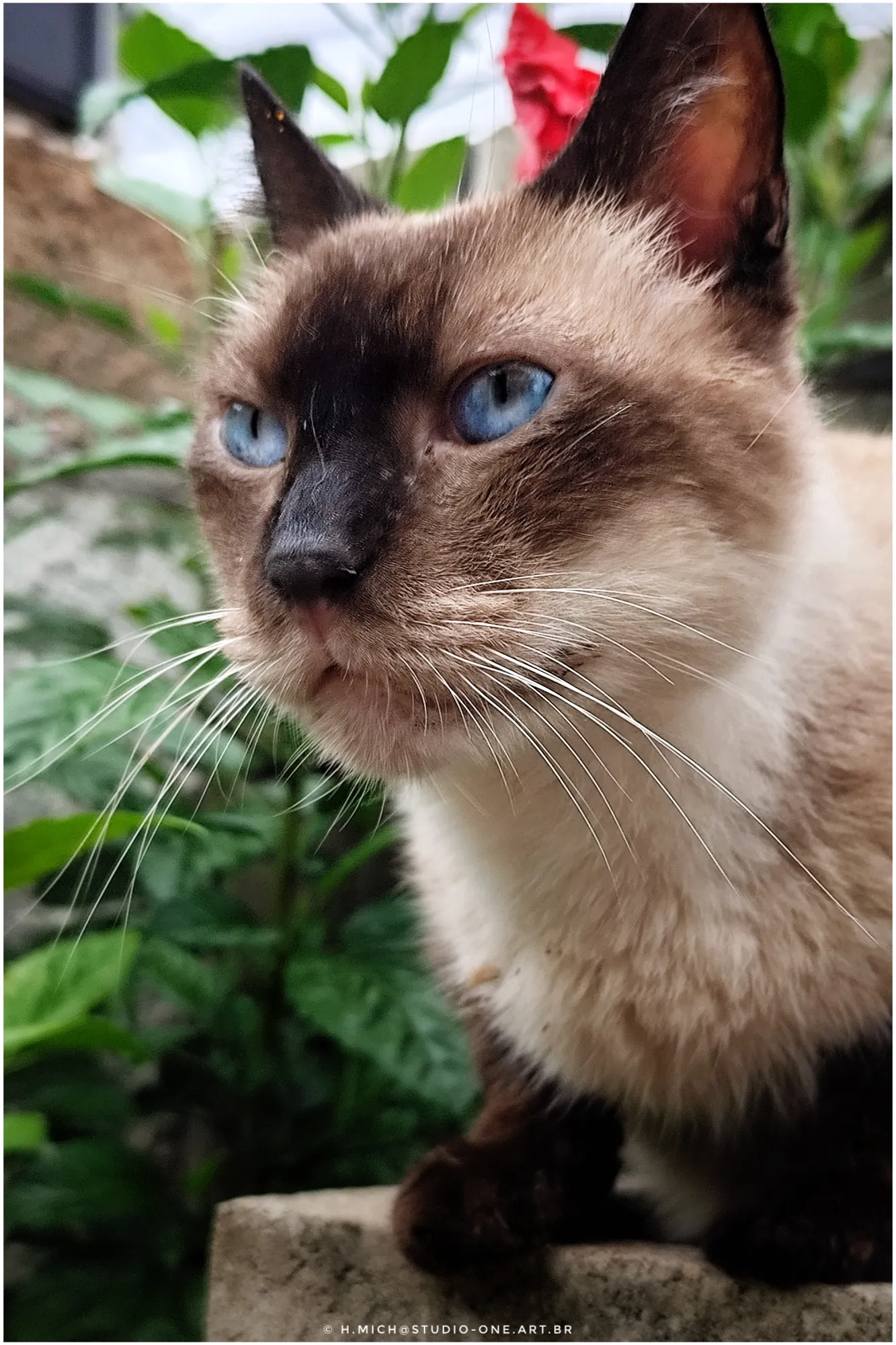 Photo Studio-One Repo (c)h.Mich@outlook.com